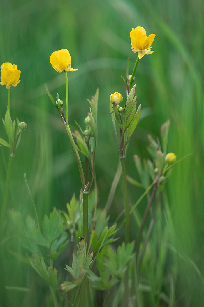 Изображение особи Ranunculus repens.