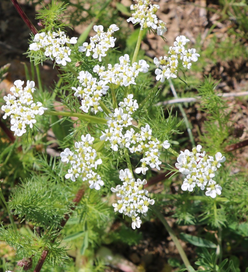 Изображение особи семейство Apiaceae.