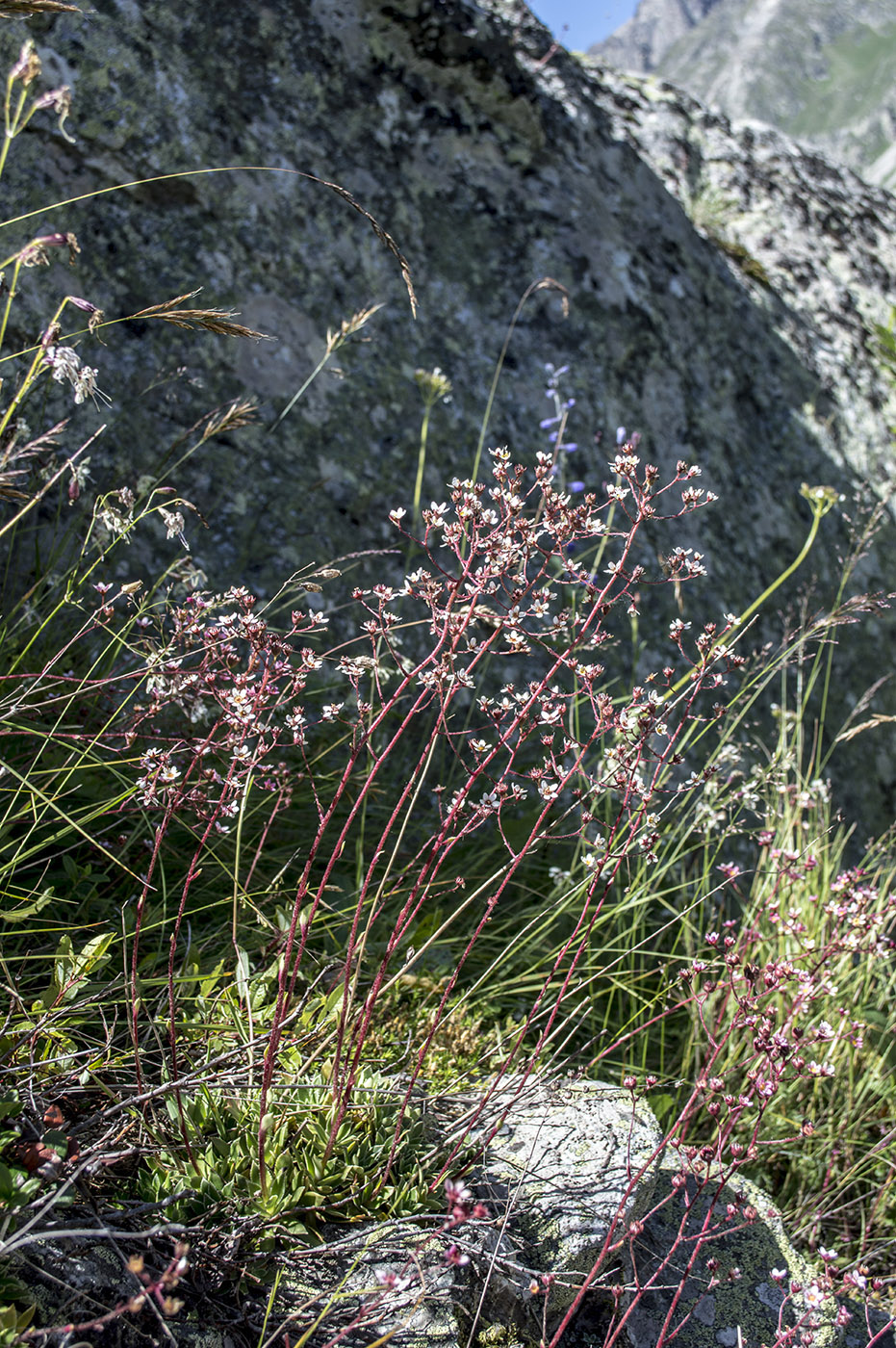 Изображение особи Saxifraga cartilaginea.