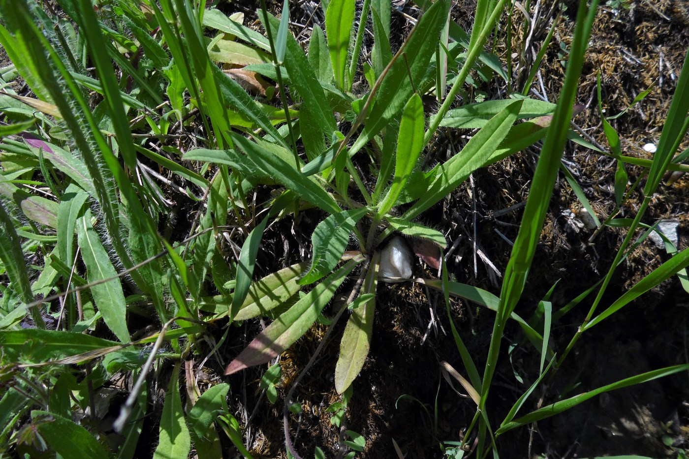 Image of genus Pilosella specimen.