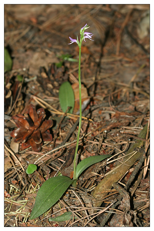 Image of Neottianthe cucullata specimen.