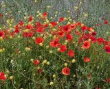 Papaver rhoeas