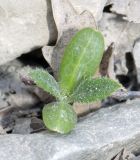 Cirsium arvense