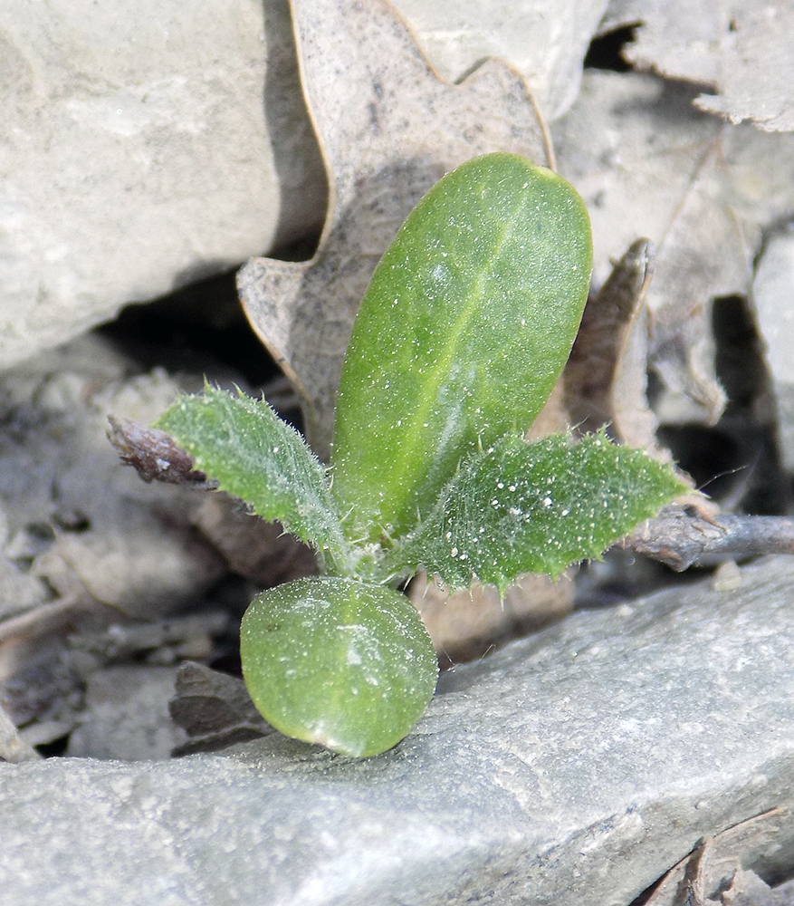 Изображение особи Cirsium arvense.