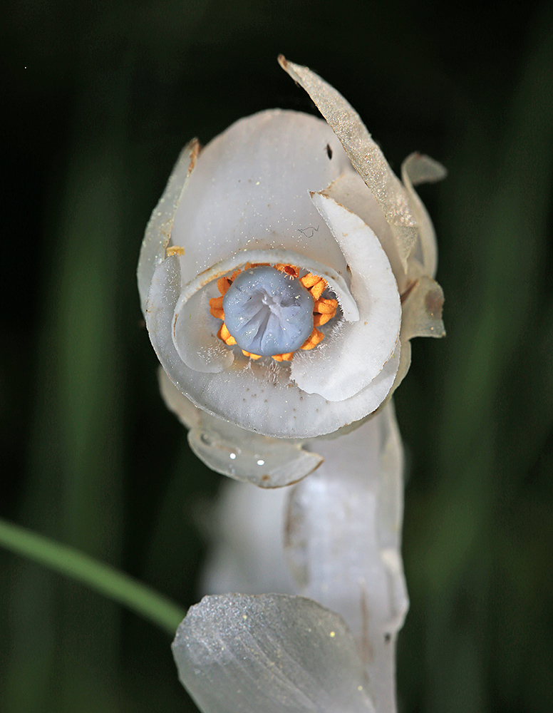 Image of Monotropastrum humile specimen.