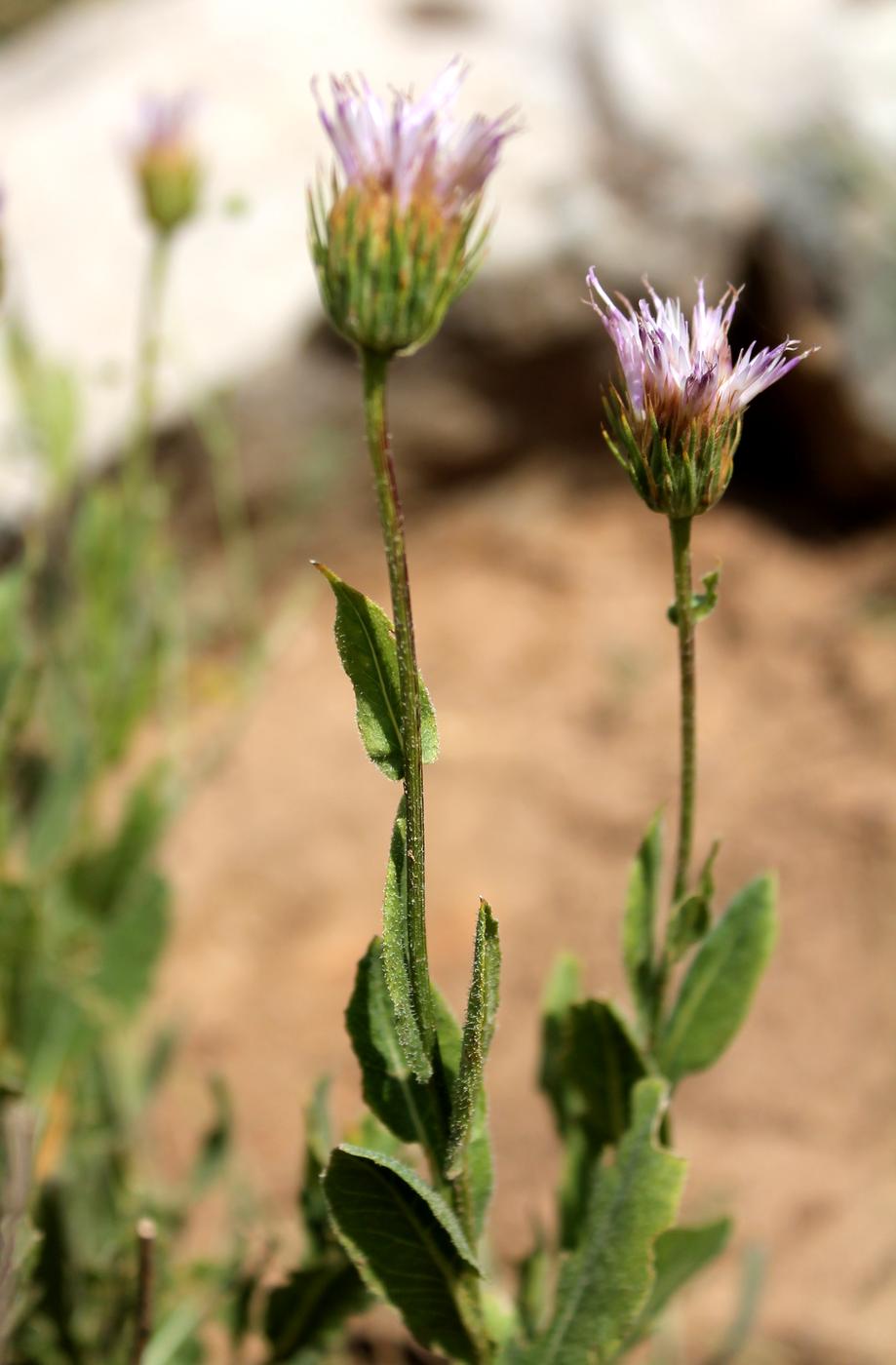 Image of Jurinea capusii specimen.