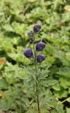 Aconitum glandulosum. Верхушка цветущего растения. Республика Алтай, Онгудайский р-н, Семинский перевал, ≈ 1700 м н. у. м., луг перед опушкой кедрового леса. 27.07.2020.