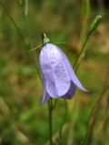 Campanula rotundifolia. Цветок. Нидерланды, провинция Drenthe, национальный парк \"Drentsche Aa\", окр. деревни Anloo, Kniphorstbos, в сосновых посадках на песке. 13 июля 2008 г.