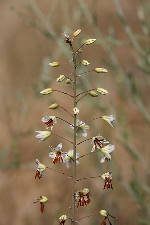 Изображение особи Eremurus soogdianus.