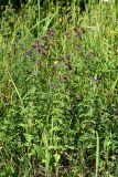 Origanum vulgare