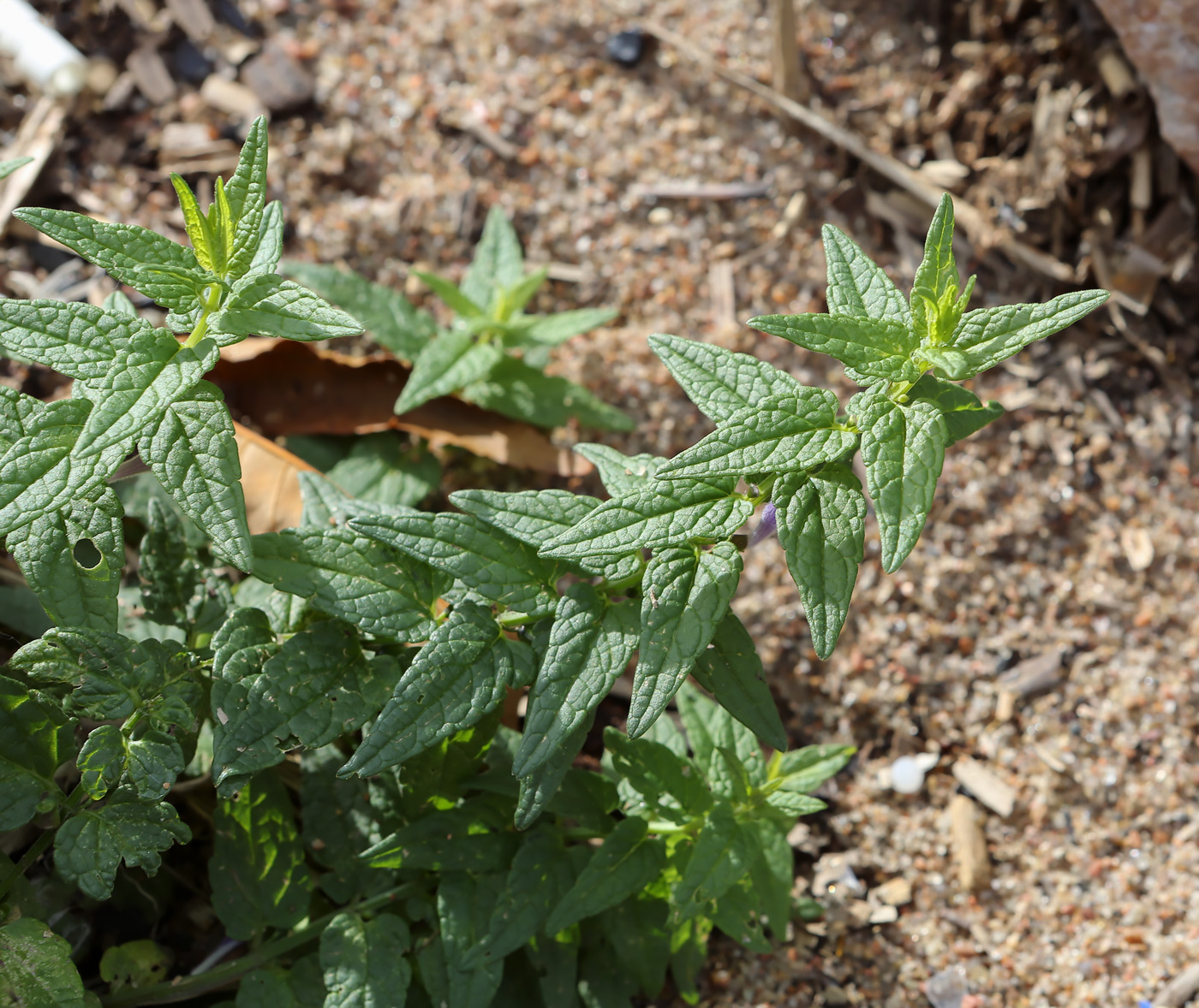 Изображение особи Scutellaria galericulata.