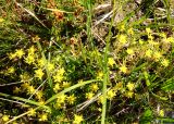 Saxifraga aizoides