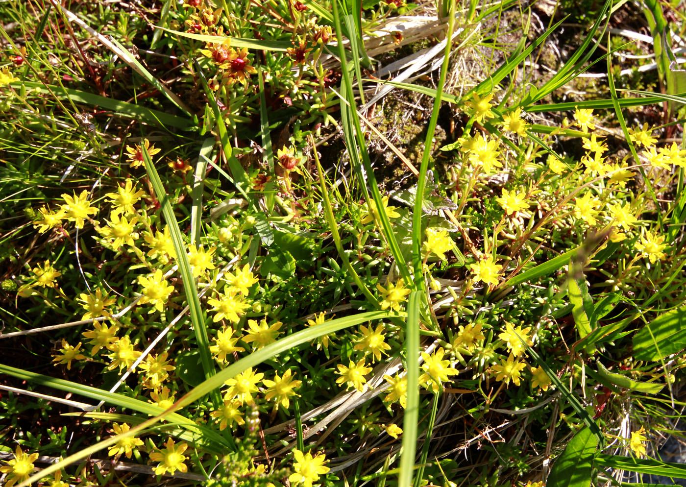 Изображение особи Saxifraga aizoides.