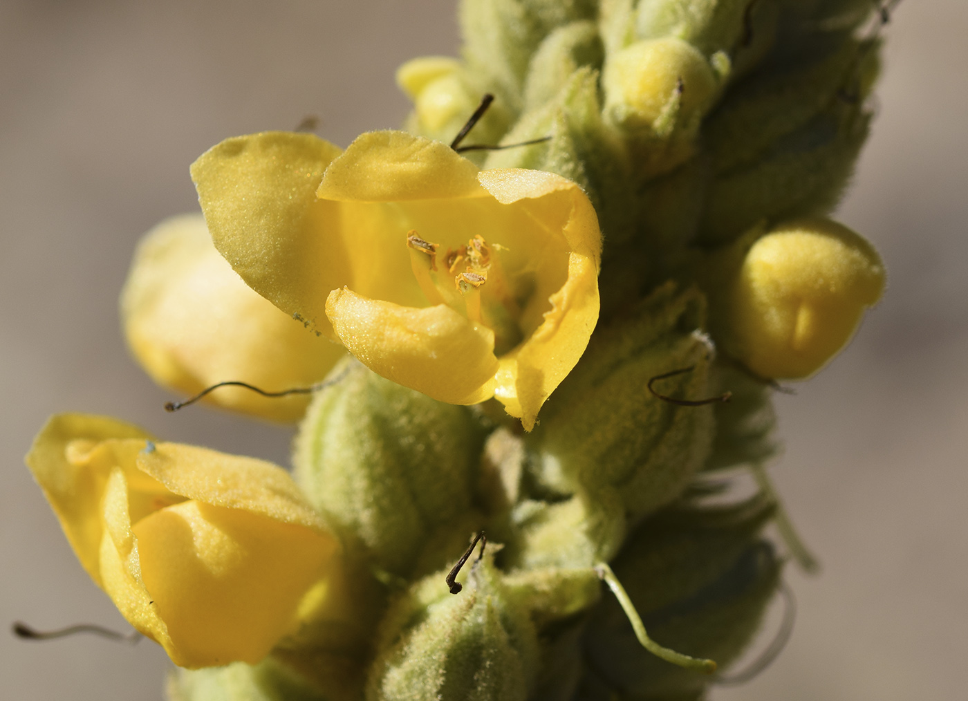 Image of Verbascum thapsus specimen.