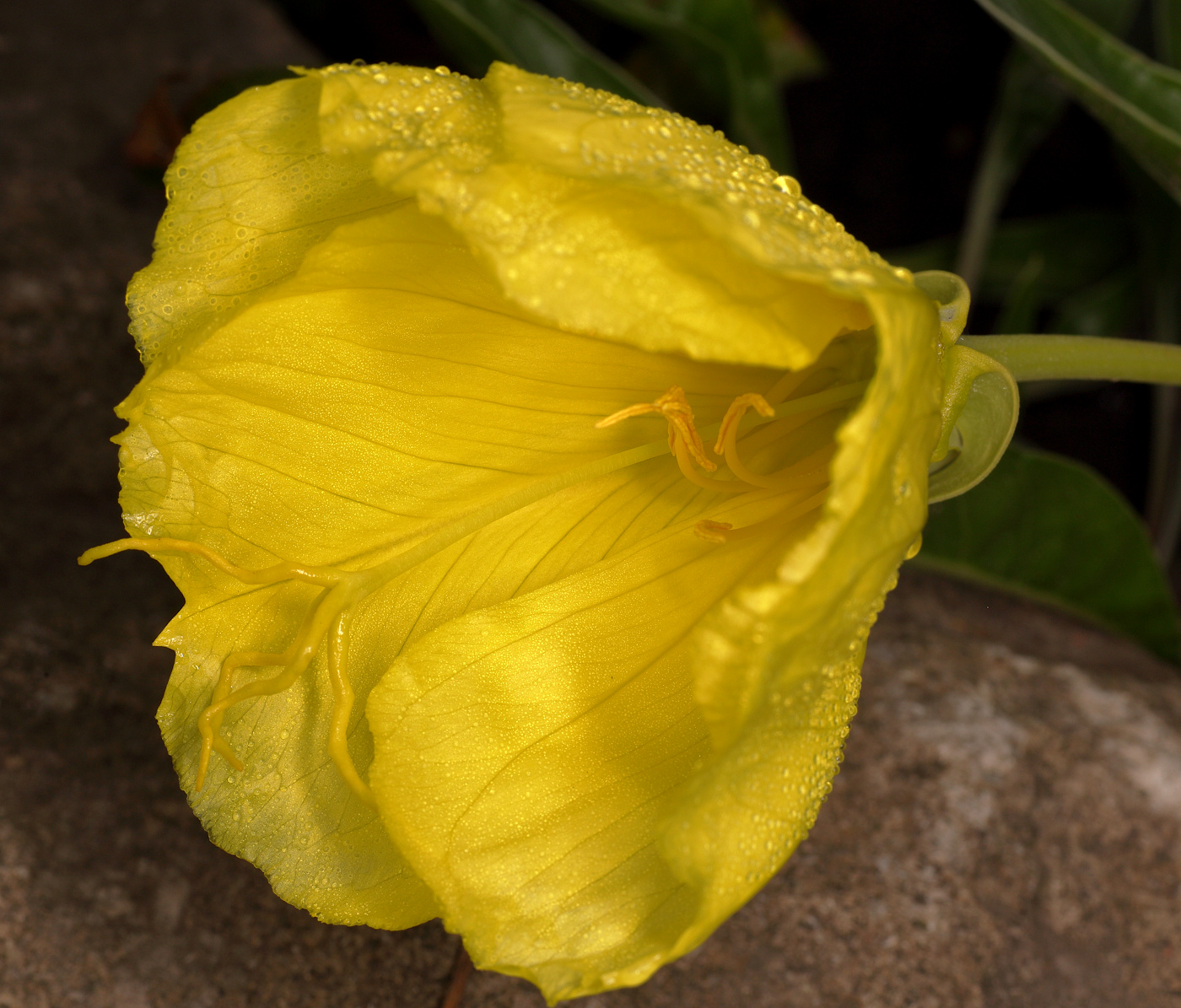 Image of Oenothera macrocarpa specimen.