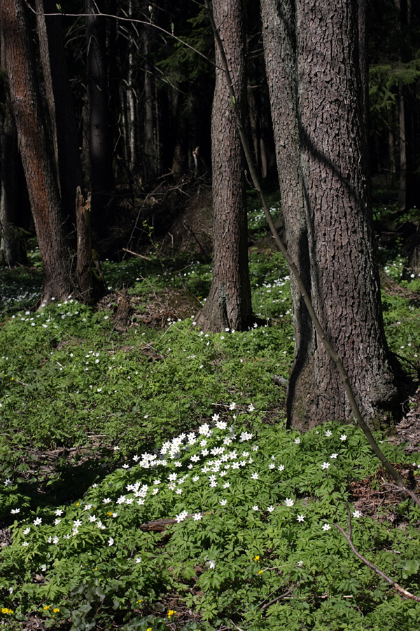 Изображение особи Anemone nemorosa.