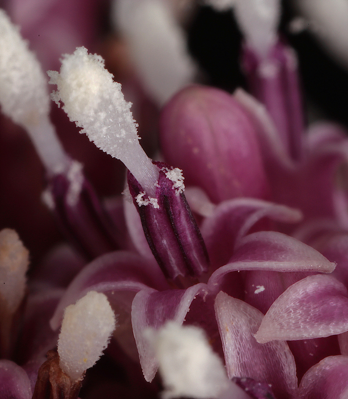 Image of Petasites hybridus specimen.