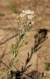 Erigeron manshuricus