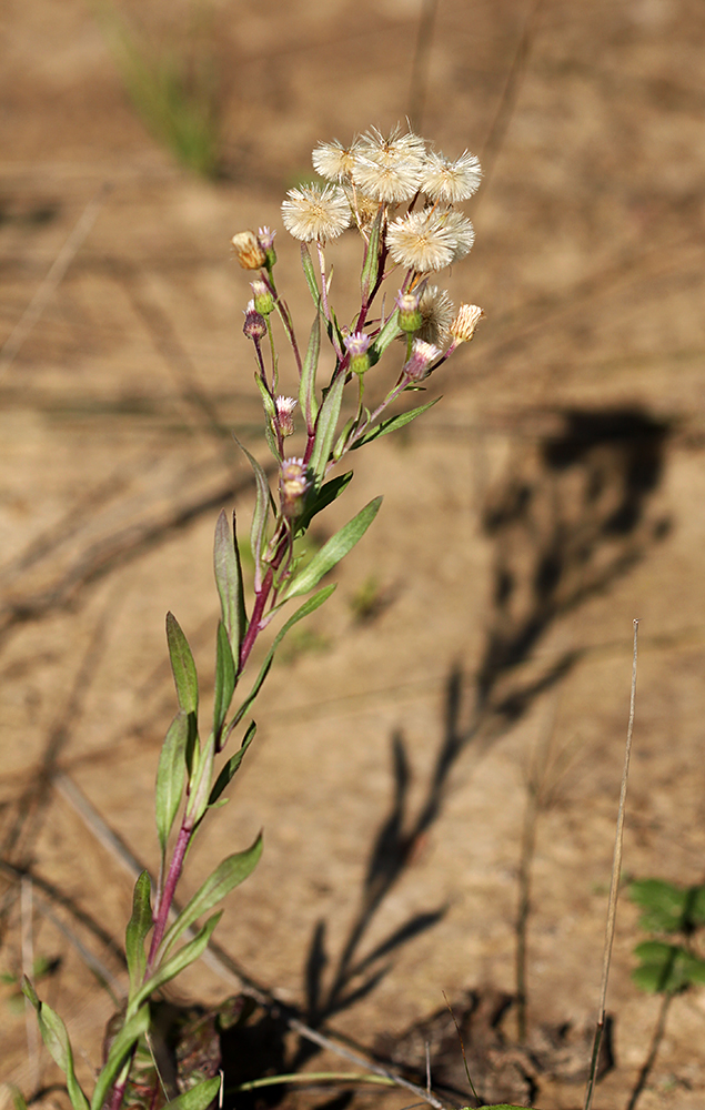 Image of Erigeron manshuricus specimen.