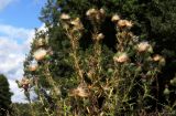 Cirsium vulgare. Верхушка отцветающего и плодоносящего растения. Тульская обл., окр. пос. Дубна, долина р. Дубна, низина Овечья Губа. 26.08.2014.