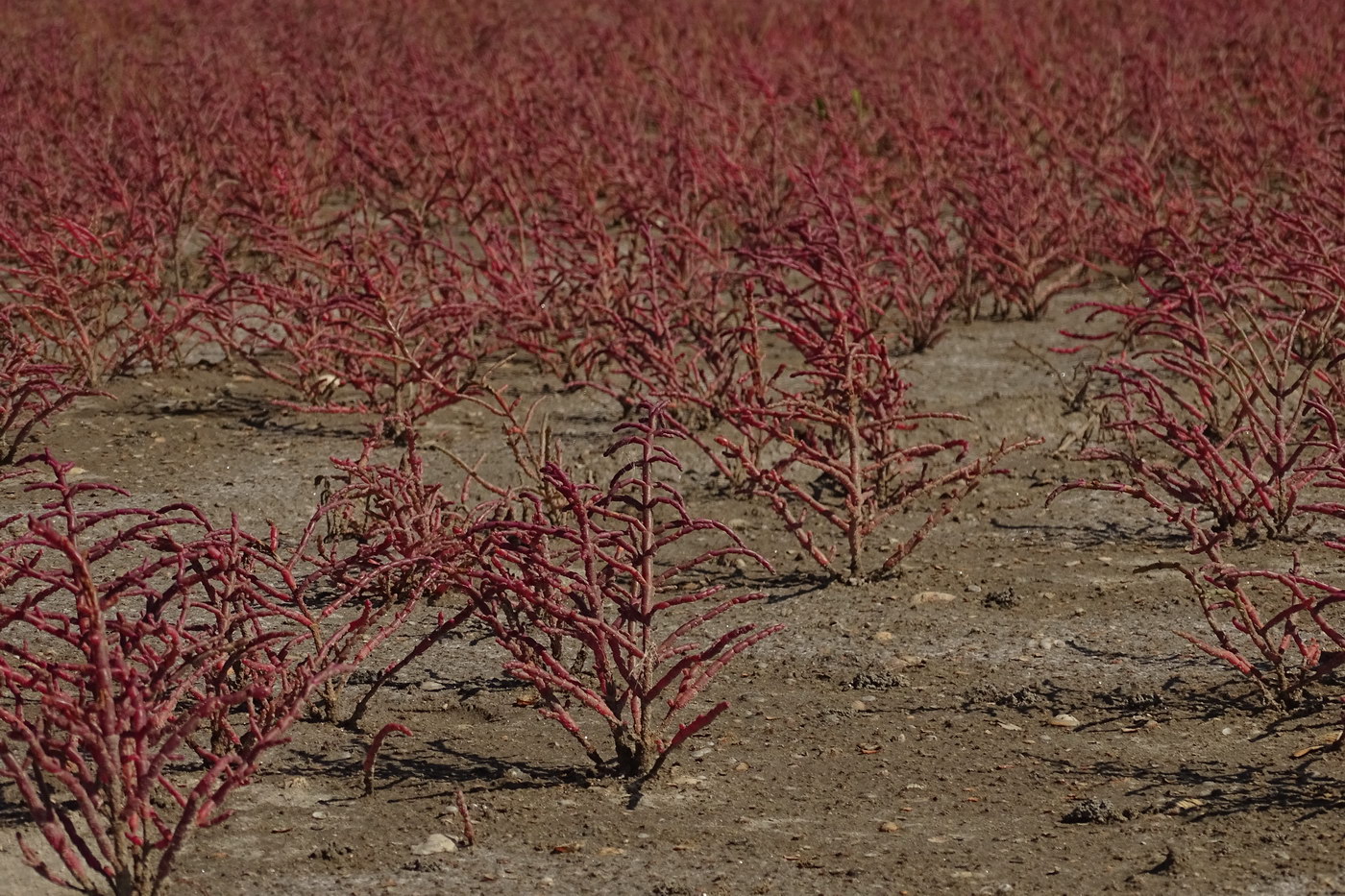 Image of Salicornia perennans specimen.