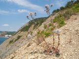 Echinops sphaerocephalus. Плодоносящее растение. Краснодарский край, м/о Анапа, окр. пос. Бол. Утриш, гора Солдатская, обрывисто-осыпной береговой склон, щебнистая осыпь. 16.07.2017.