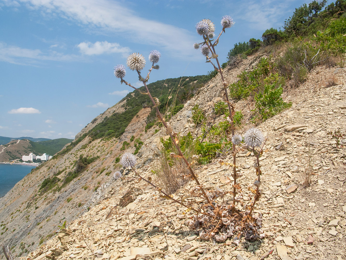 Image of Echinops sphaerocephalus specimen.