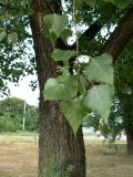 Populus nigra. Побег. Хабаровск, мкр-н Амуркабель, в культуре. 11.07.2014.