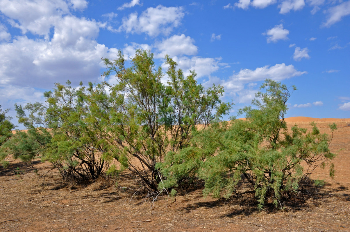 Image of genus Tamarix specimen.