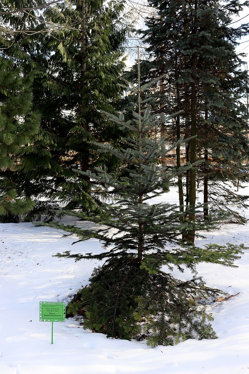 Изображение особи Abies homolepis.