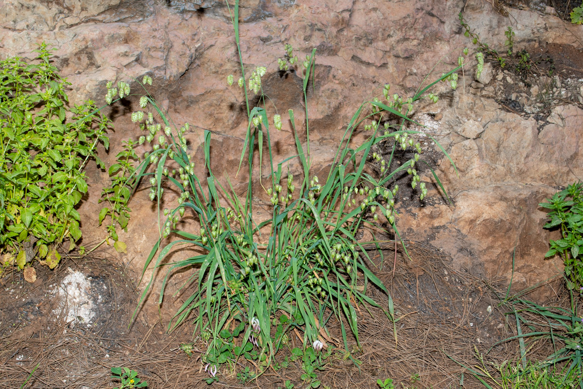 Image of Briza maxima specimen.