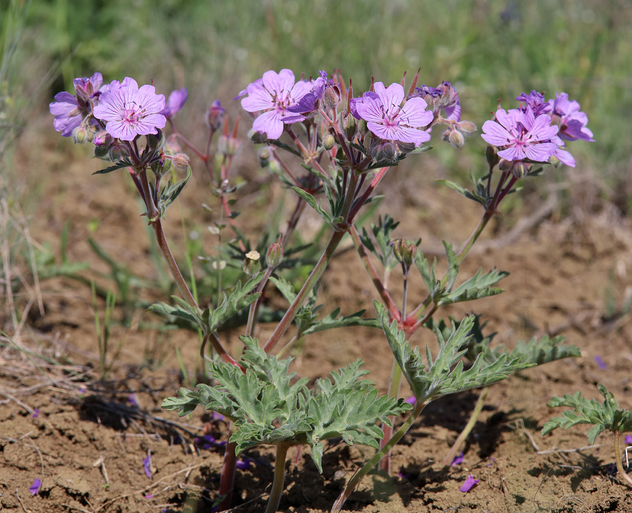 Изображение особи Geranium tuberosum.