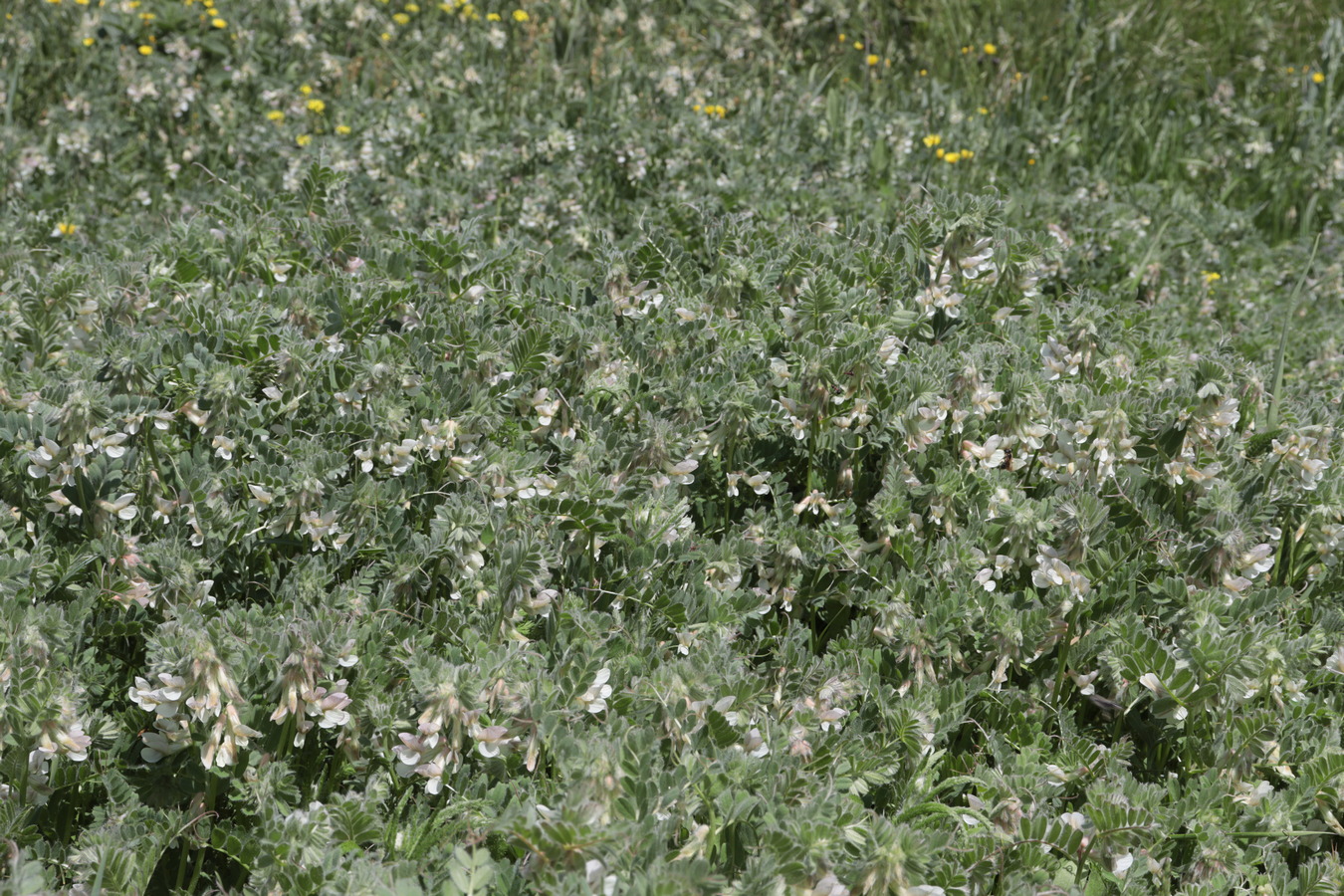 Image of Vicia pannonica specimen.