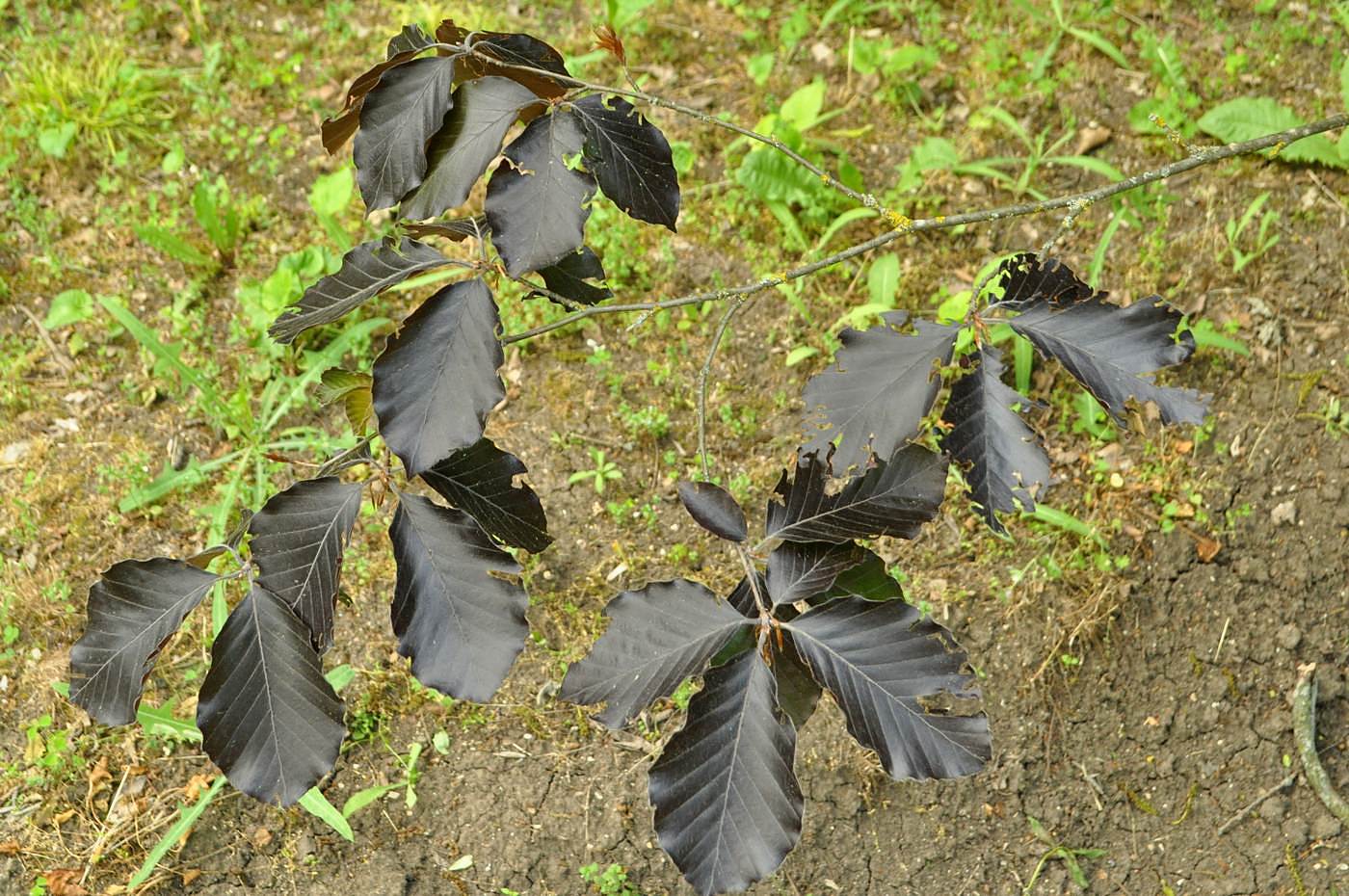 Image of Fagus orientalis specimen.