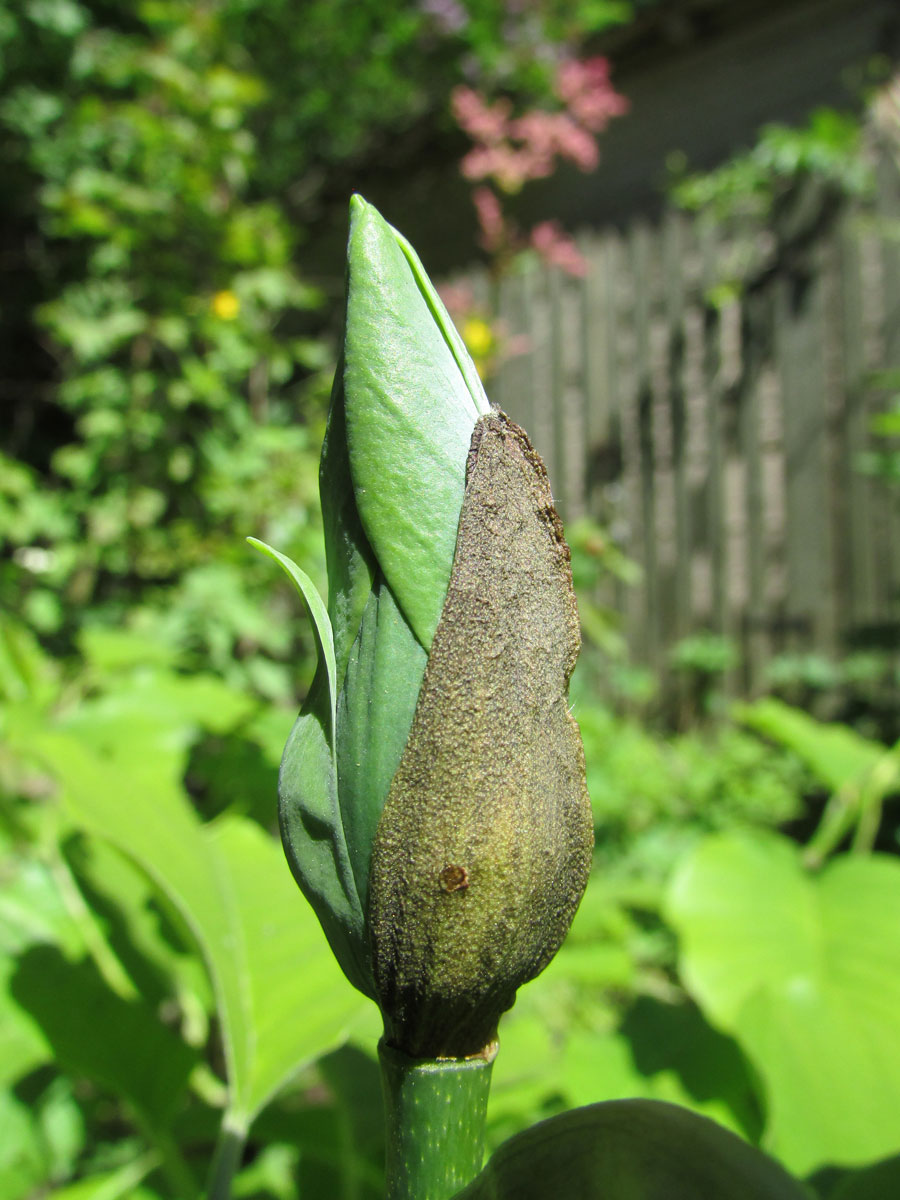 Image of Magnolia acuminata specimen.