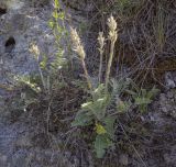 Oxytropis kungurensis. Плодоносящие растения. Пермский край, Кунгурский р-н, окр. с. Каширино, долина р. Сылва, обнажение гипсов, слабо задернованный крутой склон. 06.06.2021.