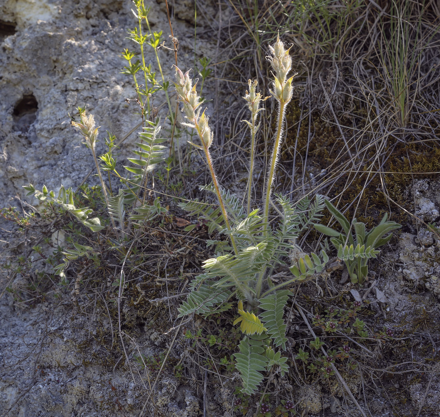 Изображение особи Oxytropis kungurensis.