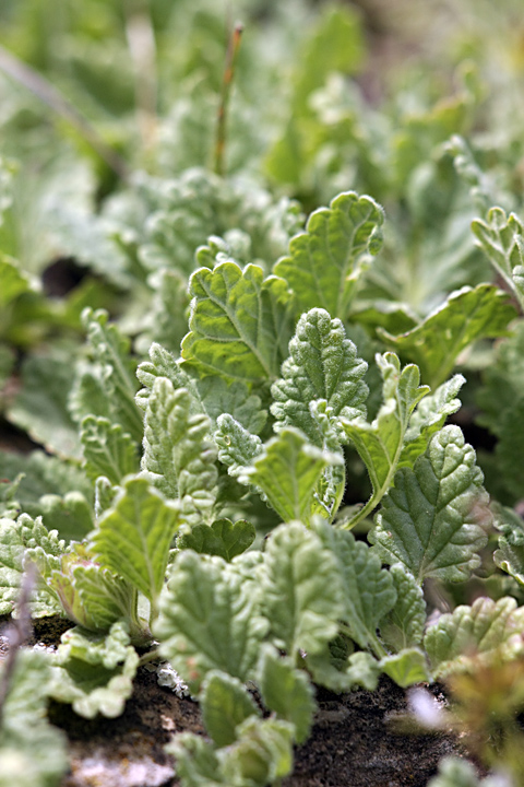 Image of Scutellaria subcaespitosa specimen.