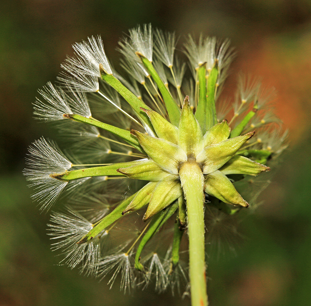 Изображение особи Taraxacum mongolicum.