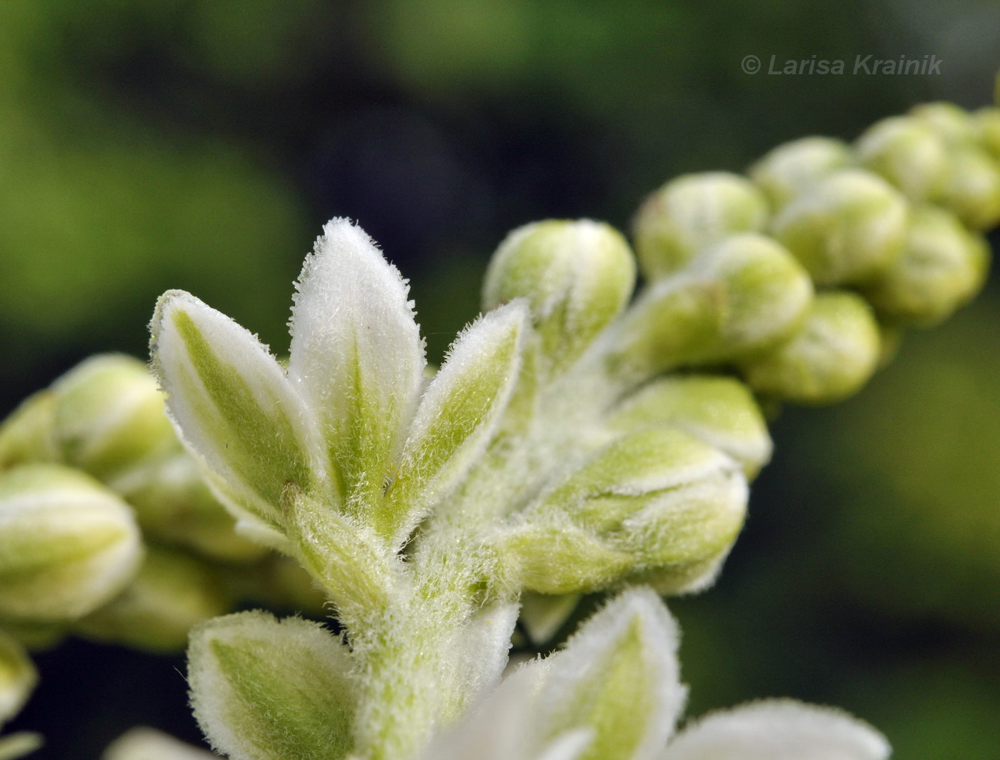 Image of Veratrum dahuricum specimen.