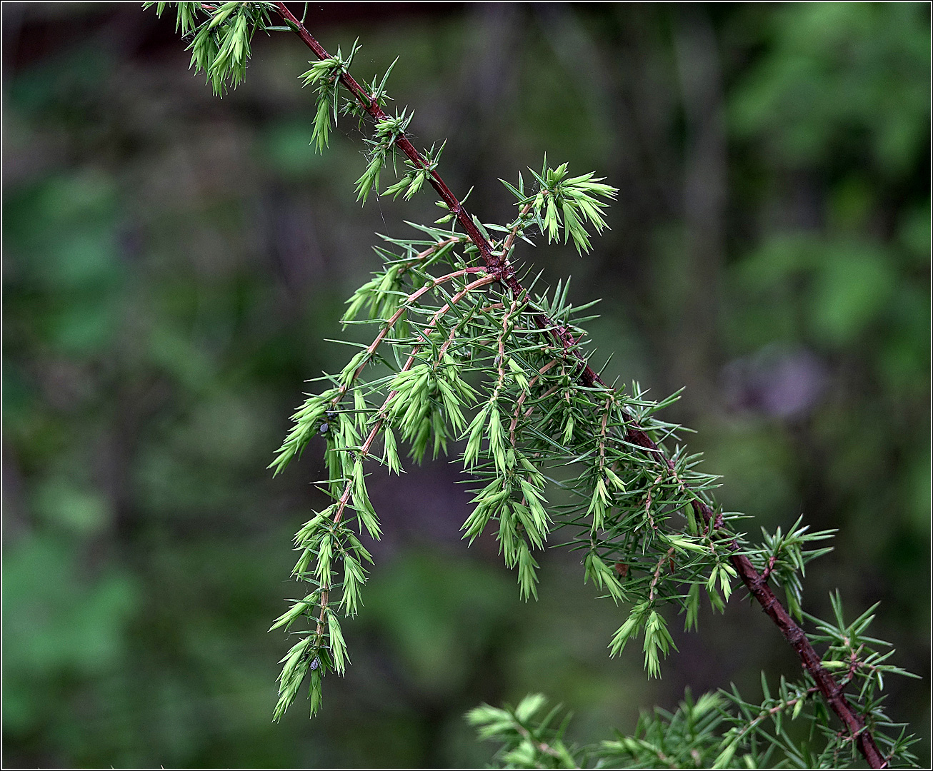 Image of Juniperus communis specimen.