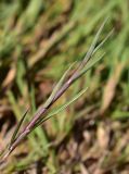 Agrostis stolonifera