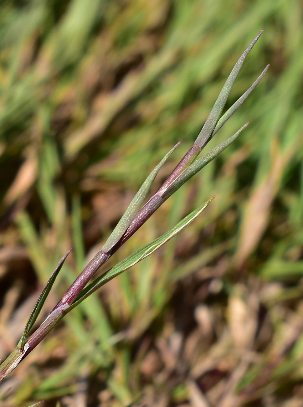 Изображение особи Agrostis stolonifera.