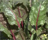 Beta vulgaris