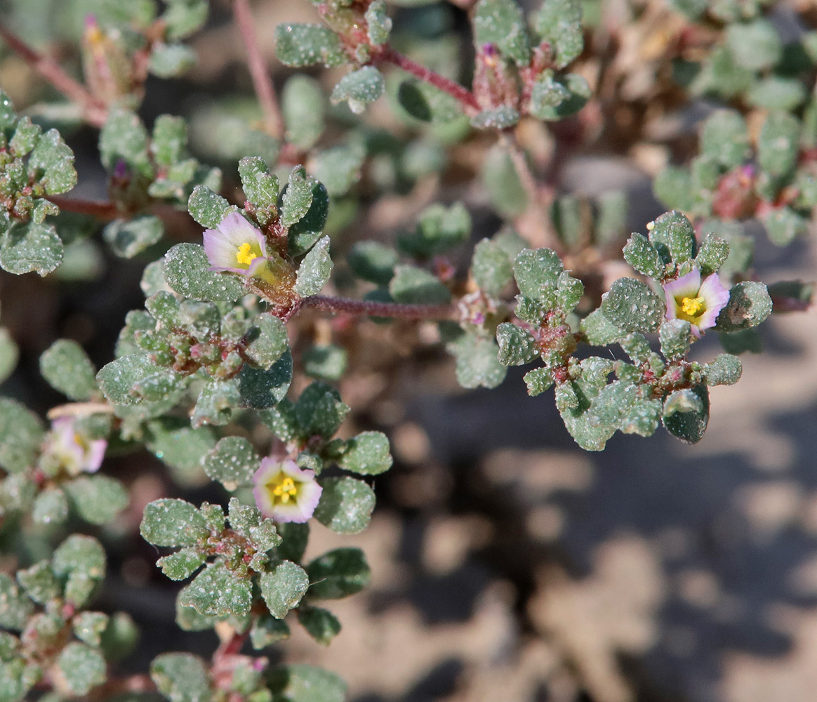 Image of Frankenia pulverulenta specimen.