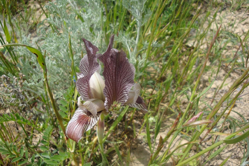 Image of Iris acutiloba specimen.