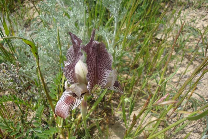 Изображение особи Iris acutiloba.