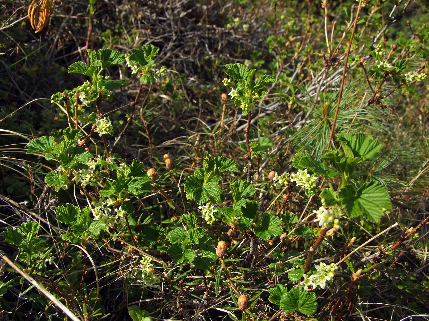 Image of Ribes fragrans specimen.