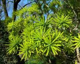 Euphorbia bourgeana. Верхушки веточек. Испания, Андалусия, провинция Кордова, г. Кордова, Real Jardín Botánico de Córdoba. Январь.