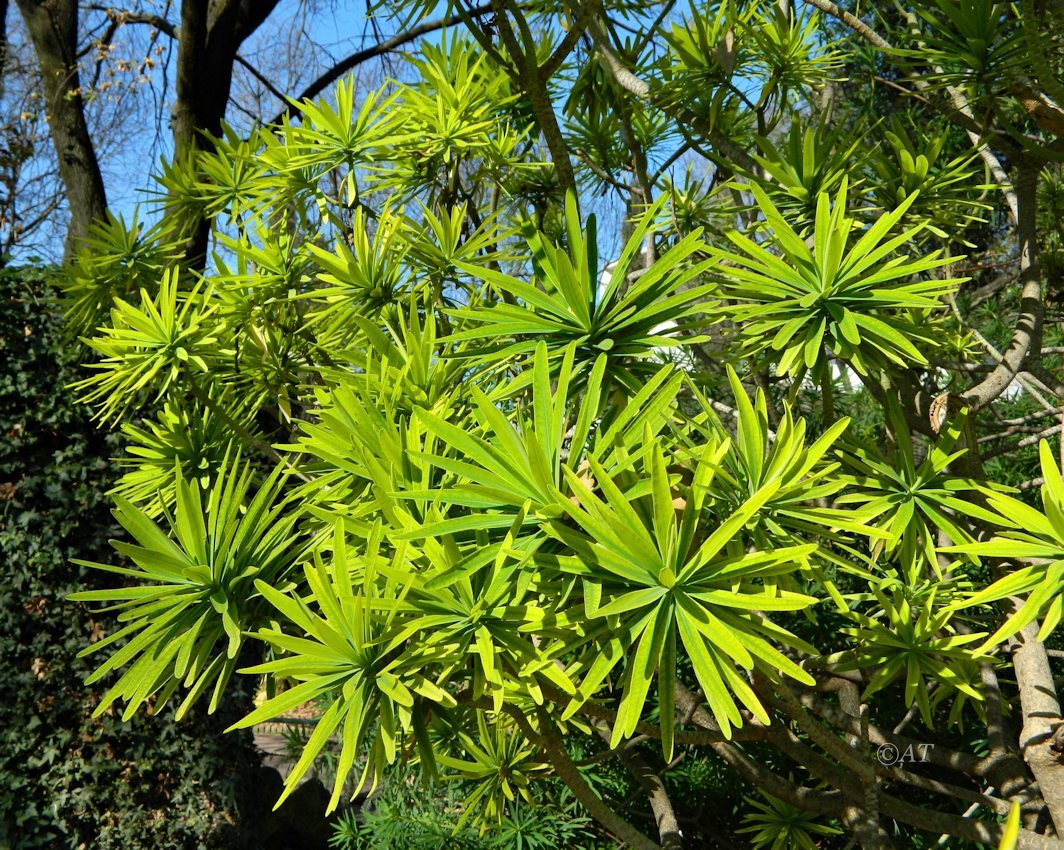 Image of Euphorbia bourgeana specimen.